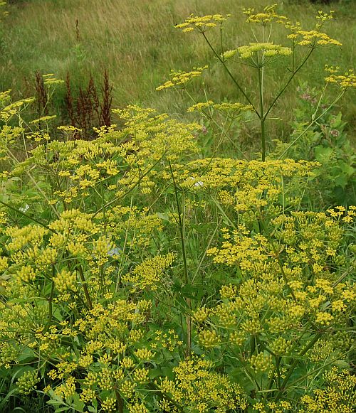 The flowers