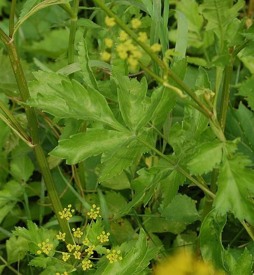 The leaves close up